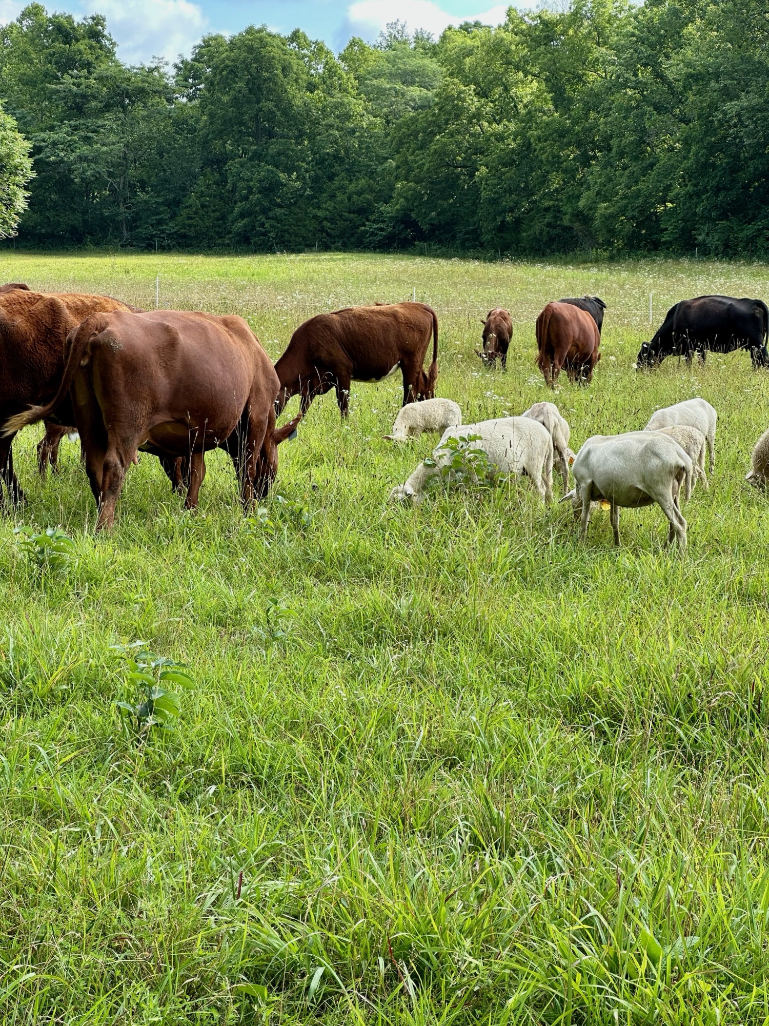 Red Devon cows and Katahdin sheep standing in green pasture